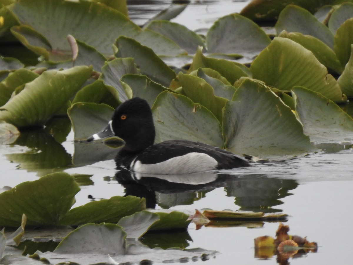 Ring-necked Duck - ML619940767