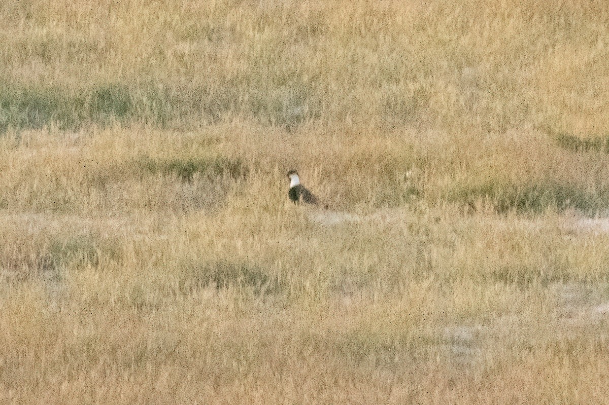 Spur-winged Lapwing - ML619940776