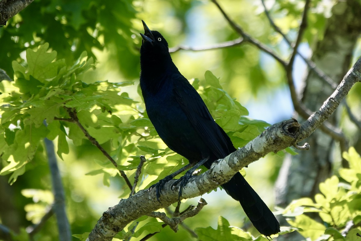 Boat-tailed Grackle - ML619940777