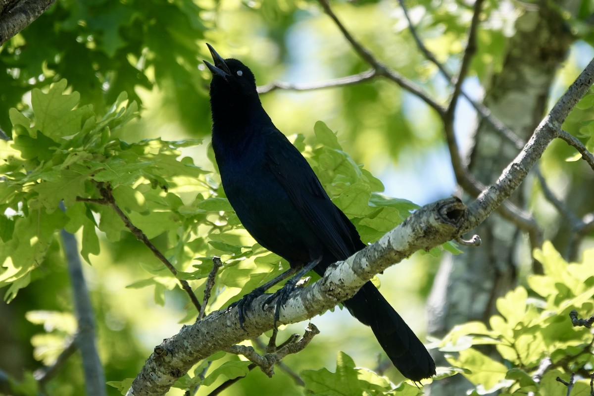 Boat-tailed Grackle - ML619940778
