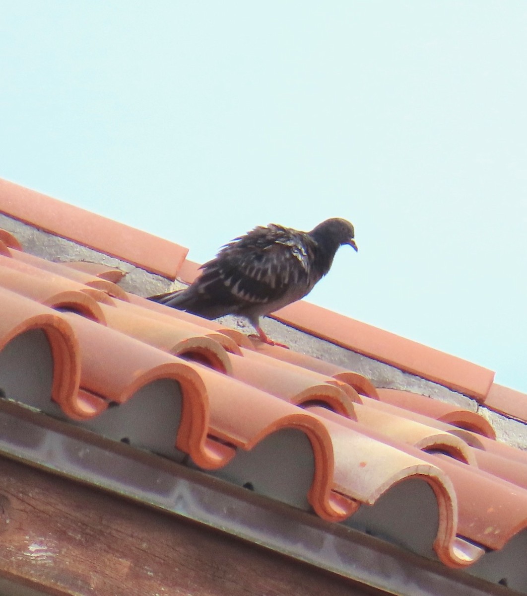 Rock Pigeon (Feral Pigeon) - ML619940788