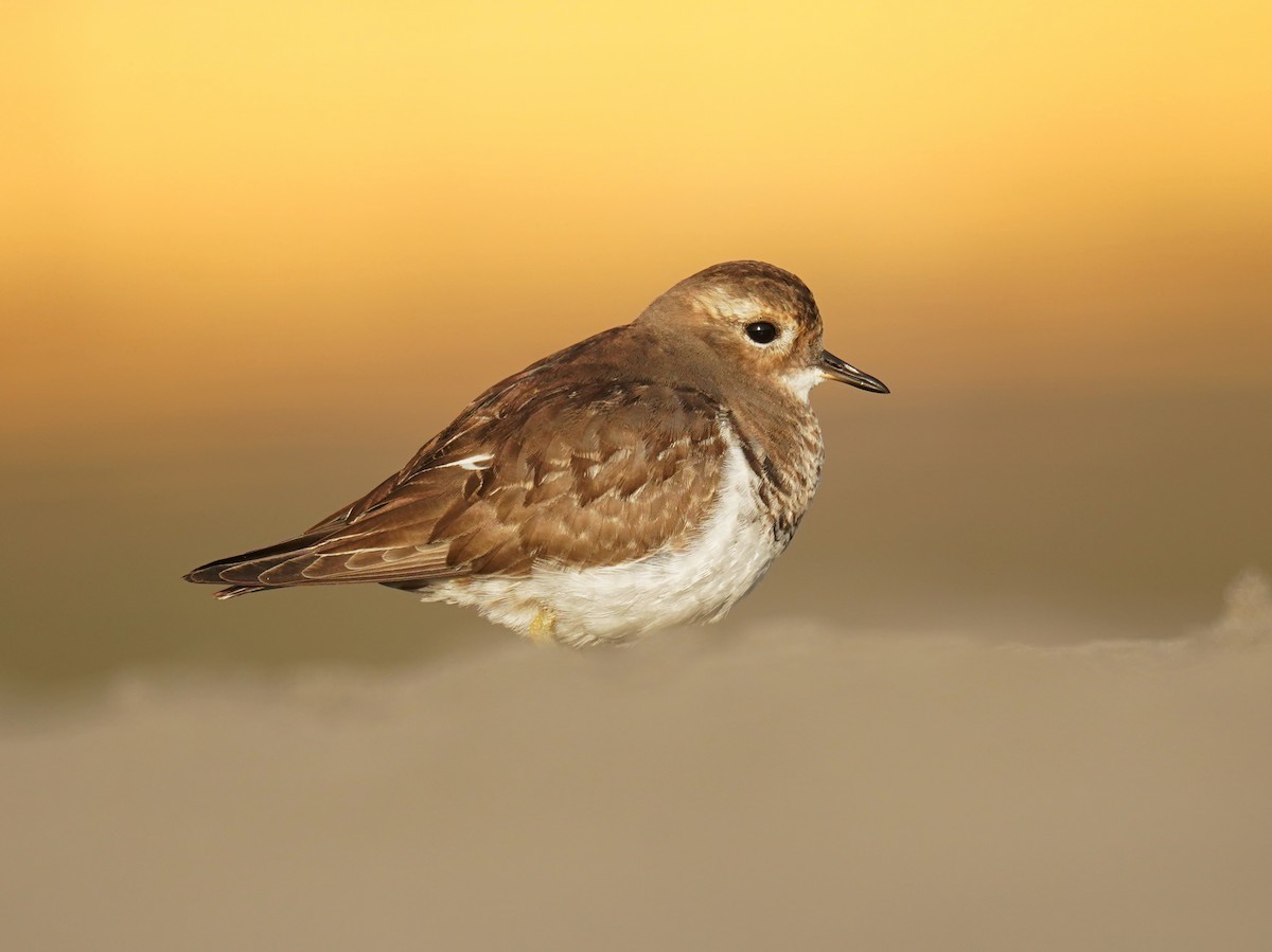 Rufous-chested Dotterel - ML619940798