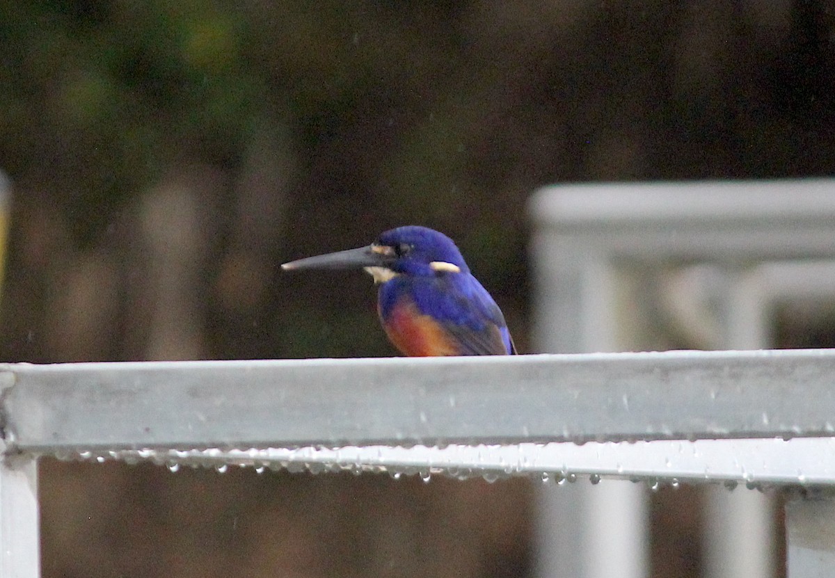 Azure Kingfisher - Emma Rosen