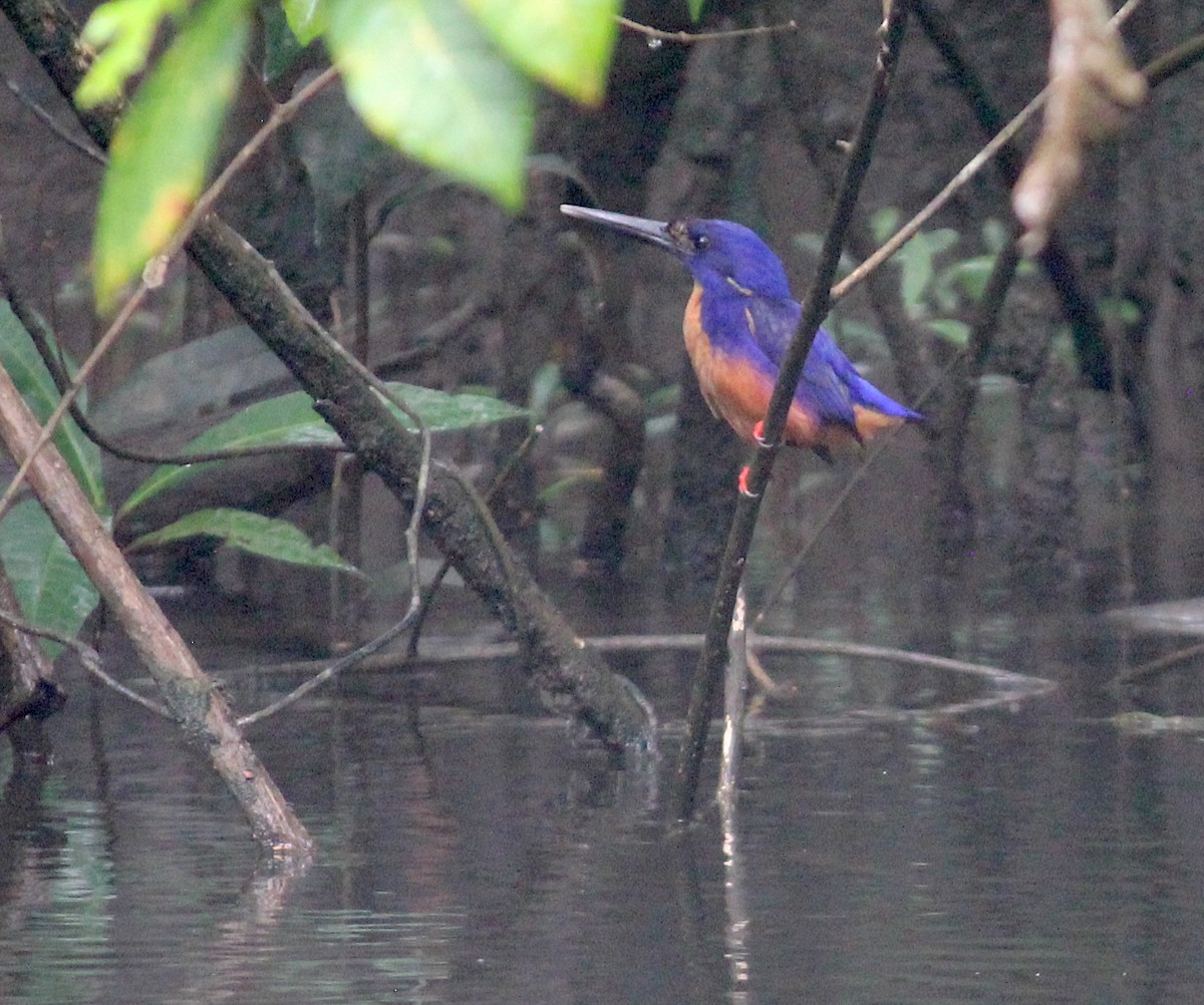 Azure Kingfisher - ML619940806