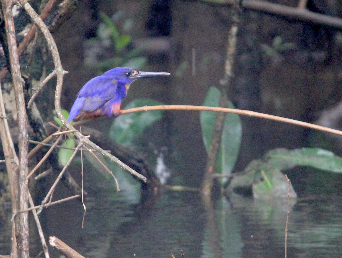 Martin-pêcheur à dos bleu - ML619940807