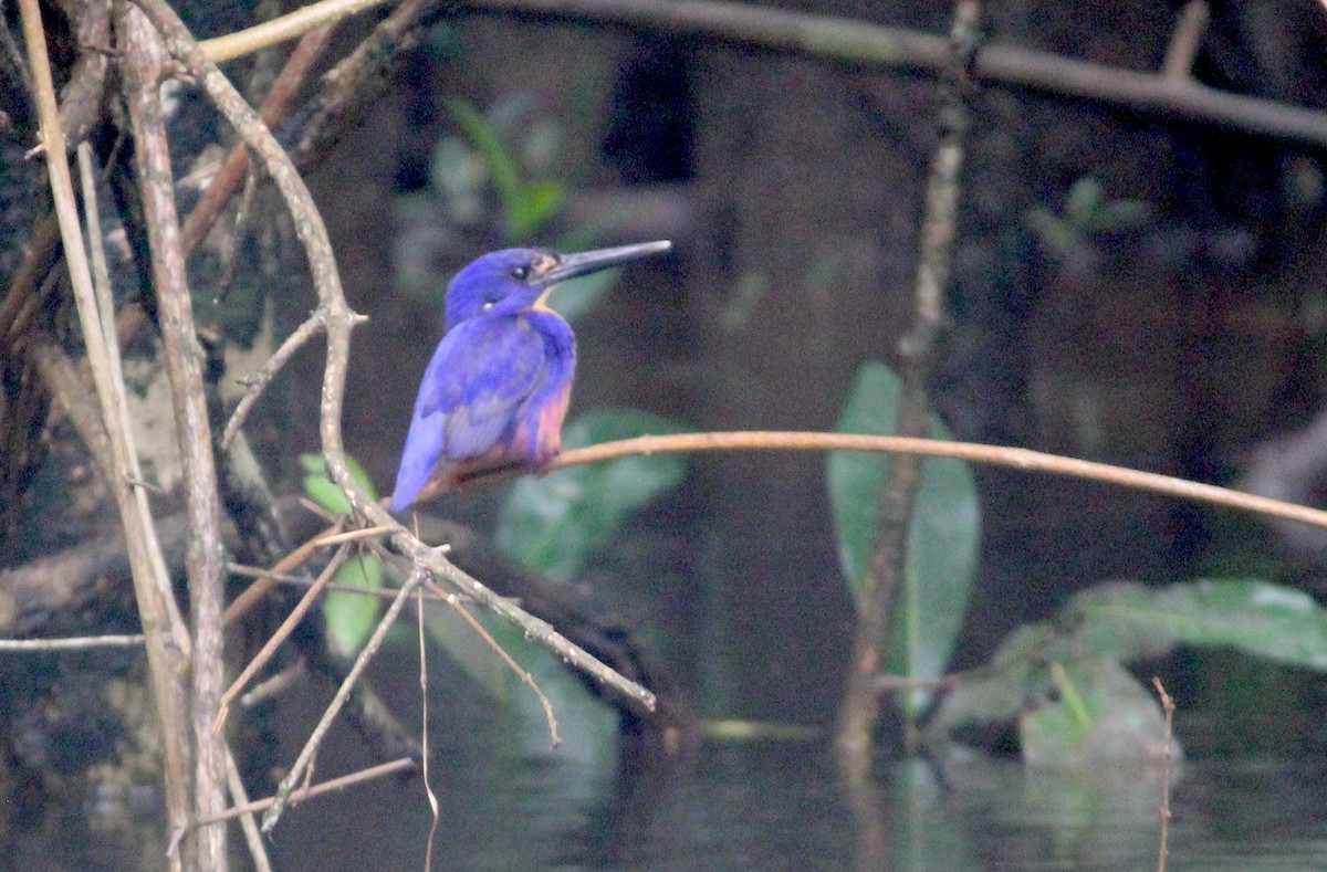 Azure Kingfisher - ML619940808