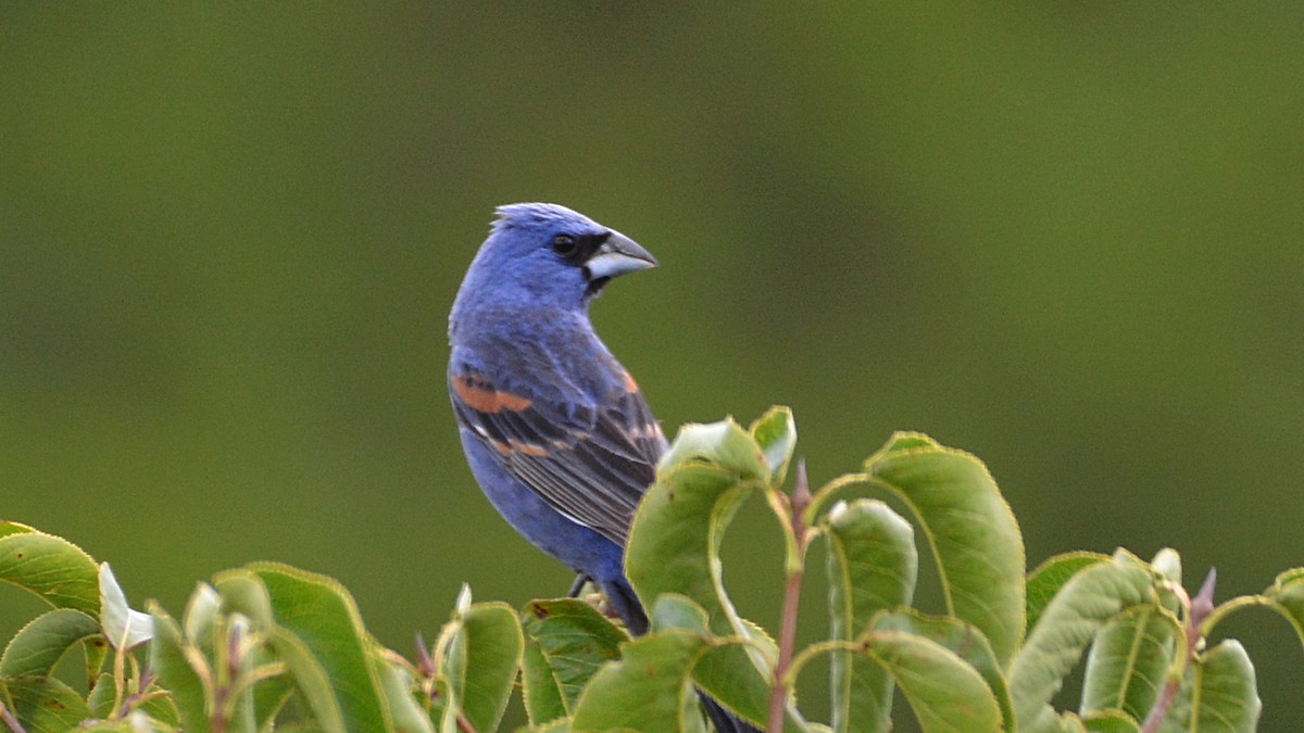 Blue Grosbeak - ML61994081