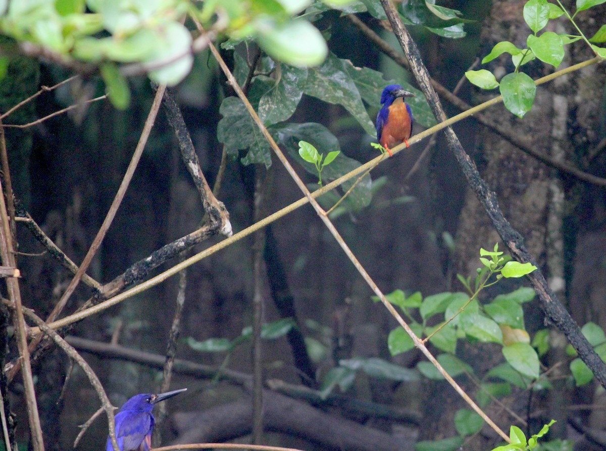 Azure Kingfisher - Emma Rosen