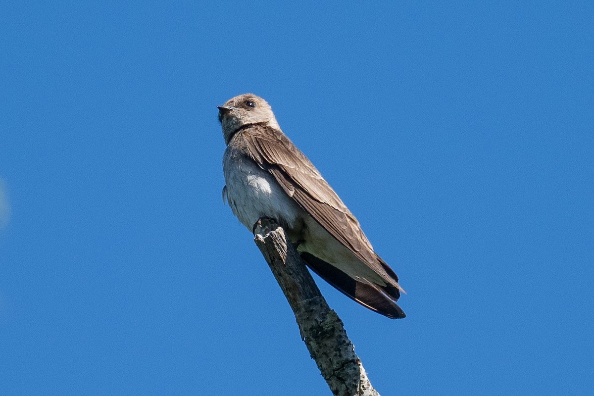 Northern Rough-winged Swallow - ML619940829