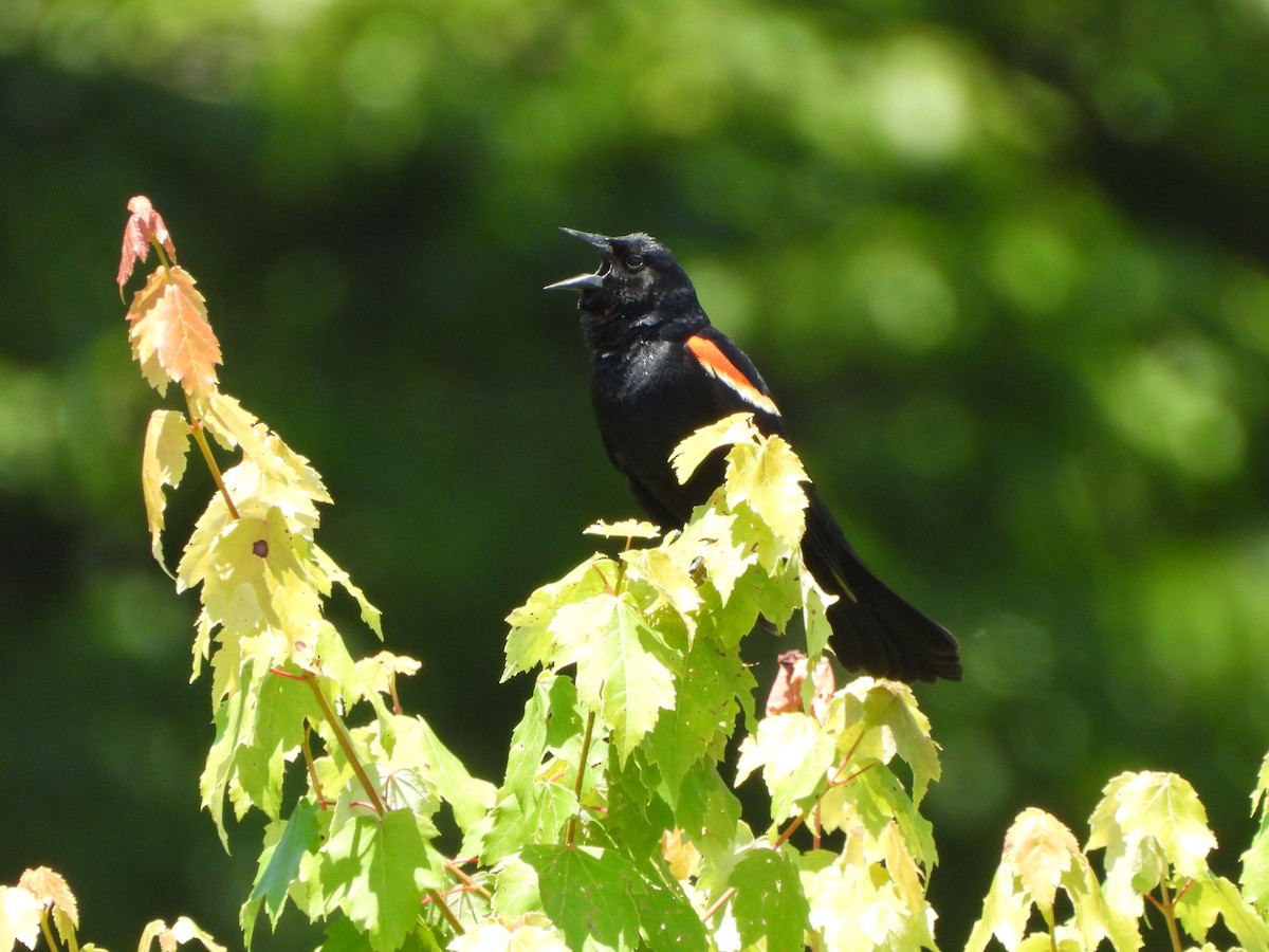 Red-winged Blackbird - ML619940836