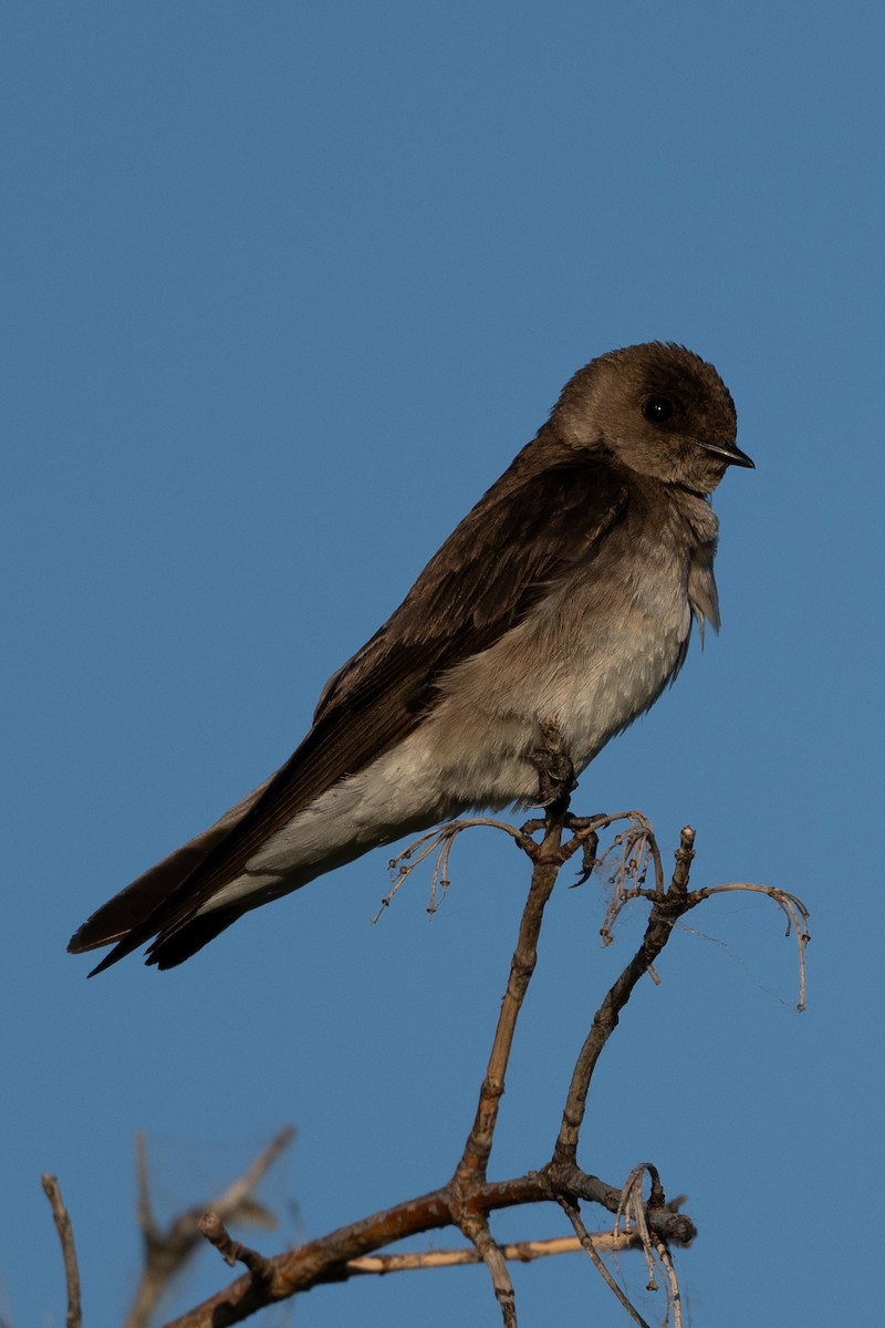 Northern Rough-winged Swallow - ML619940847
