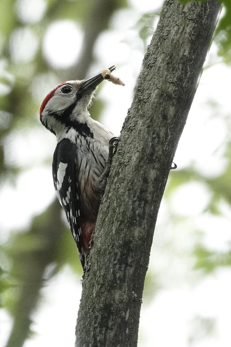 White-backed Woodpecker - ML619940859