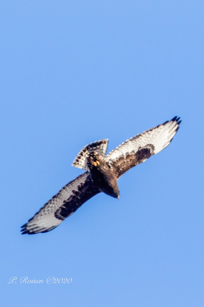 Rough-legged Hawk - ML619940873