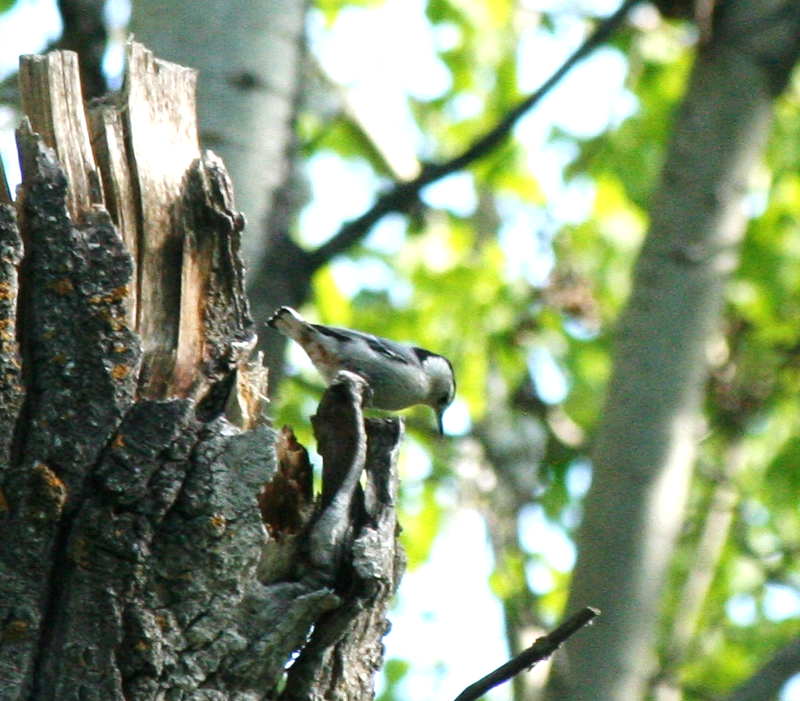 White-breasted Nuthatch - ML619940878