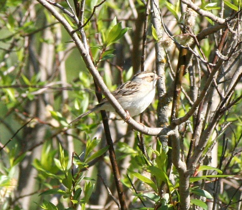 Clay-colored Sparrow - ML619940889
