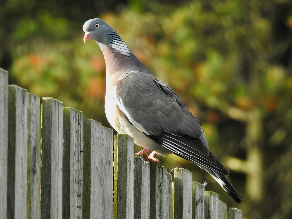 Common Wood-Pigeon - ML619940897
