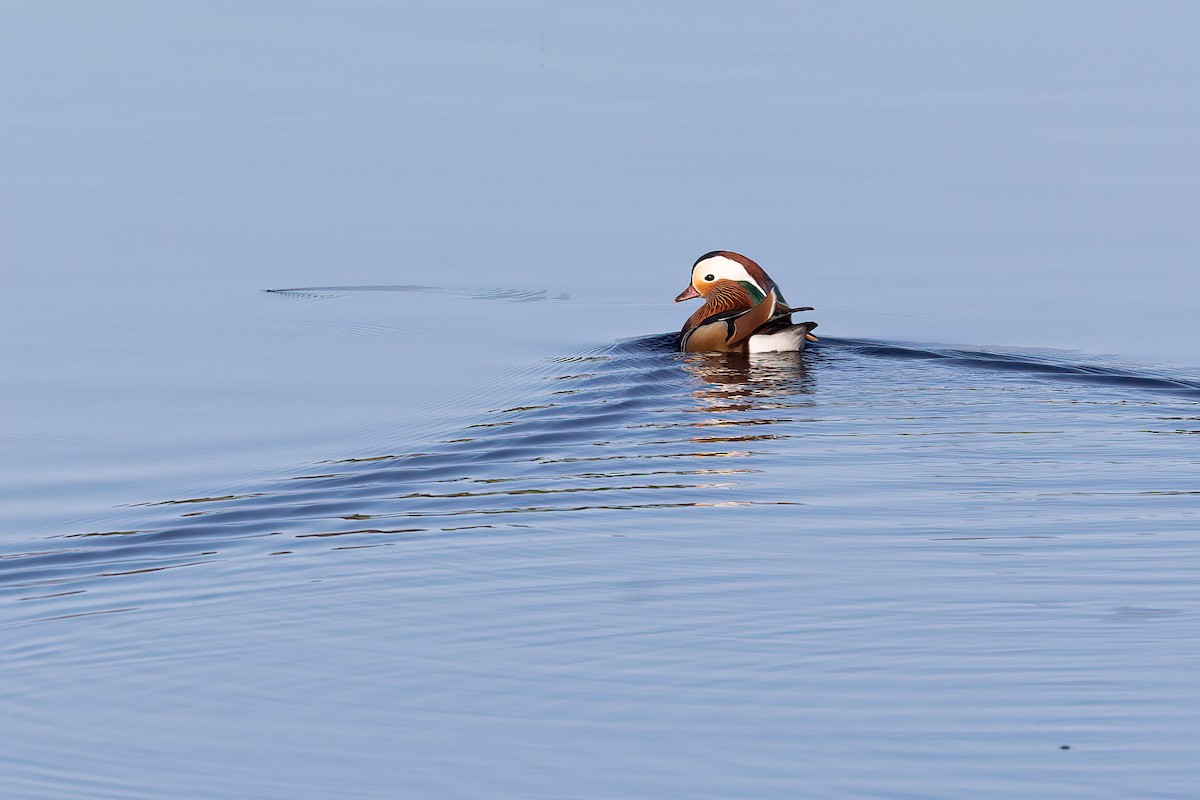 Mandarin Duck - ML619940912