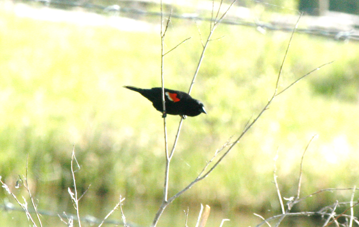 Red-winged Blackbird - ML619940914