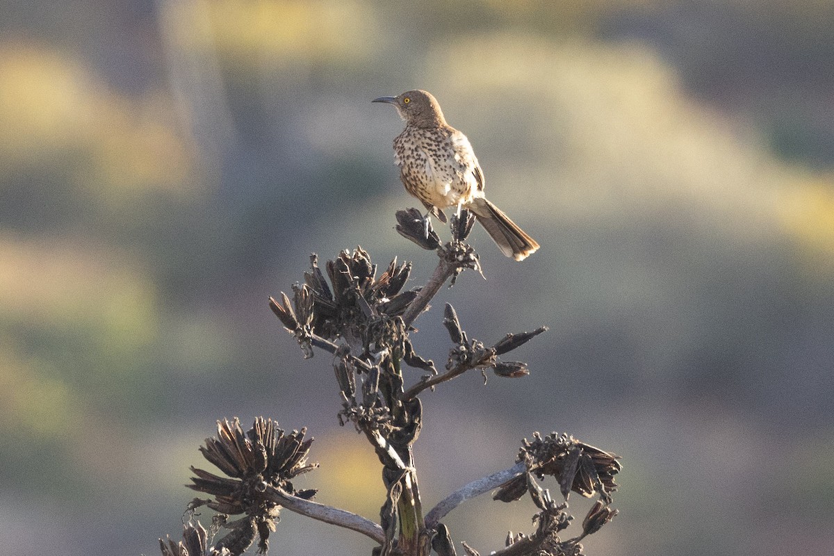 Gray Thrasher - Eric VanderWerf