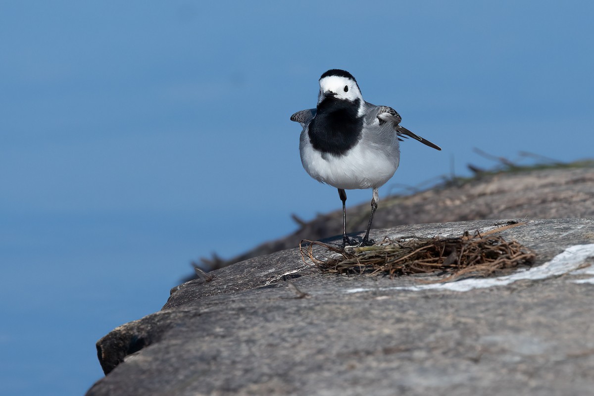 White Wagtail - ML619940943