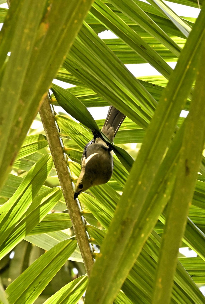 Palm Tanager - ML619940963