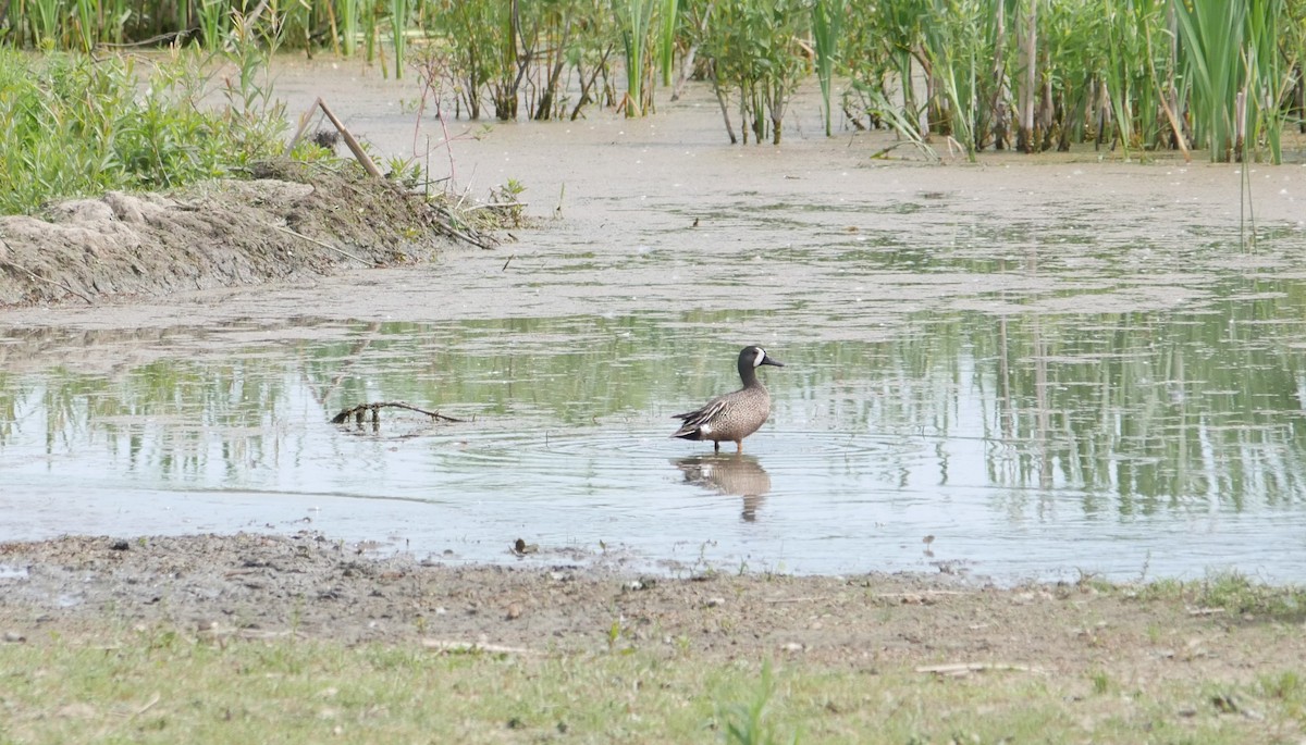 Blue-winged Teal - ML619940974