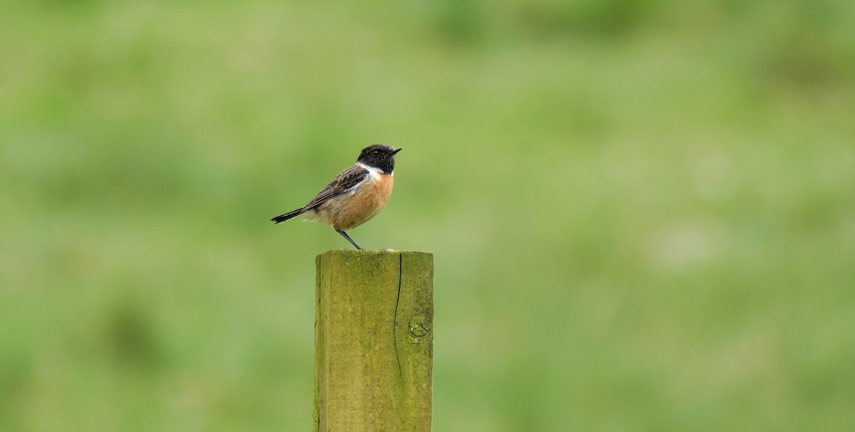 European Stonechat - ML619940985