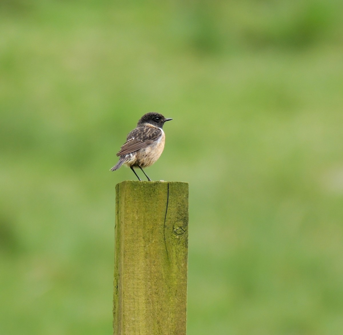 European Stonechat - ML619940986