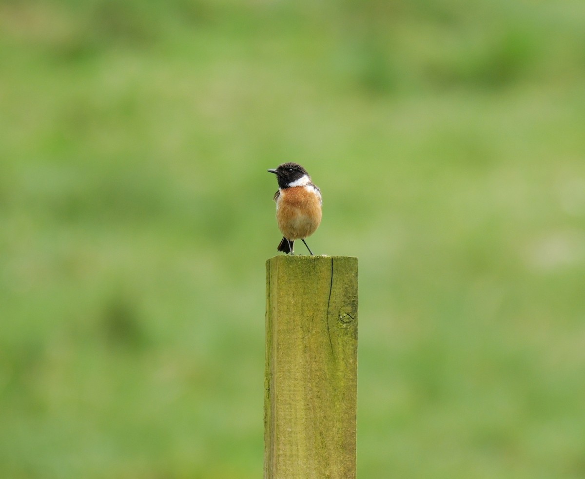 European Stonechat - ML619940987