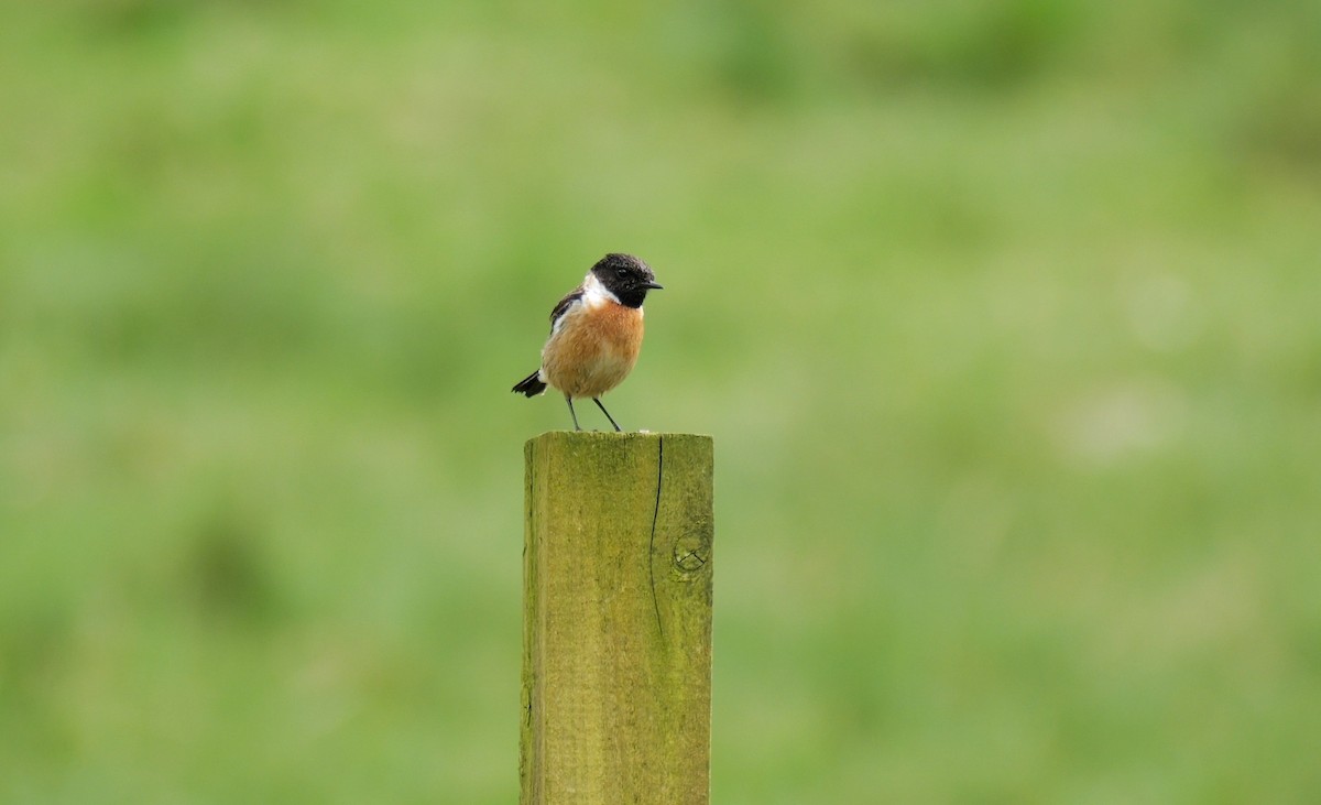 European Stonechat - ML619940988