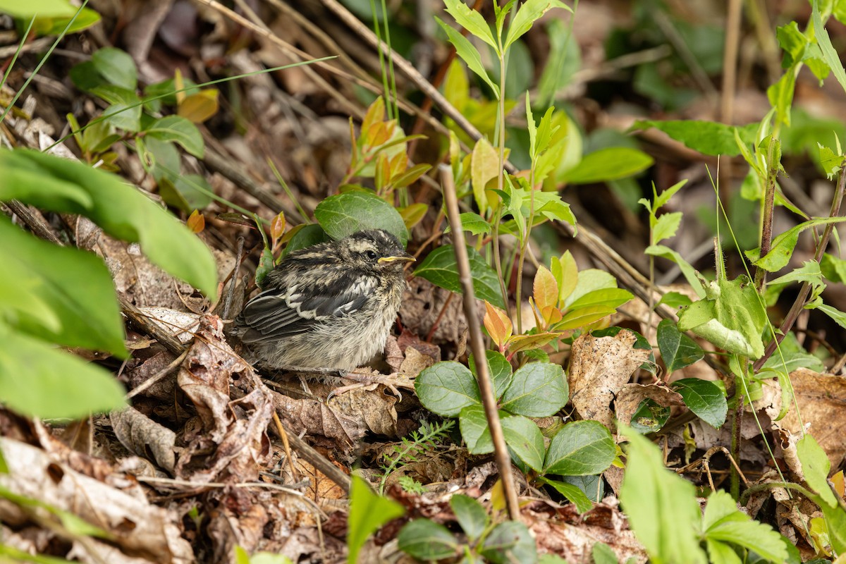 Black-and-white Warbler - ML619941001