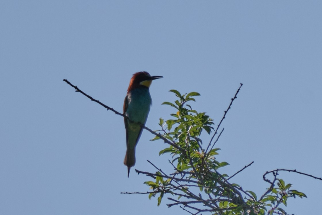 European Bee-eater - ML619941008