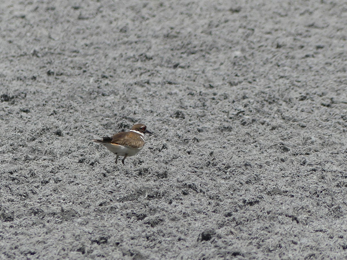 Killdeer - ML619941014