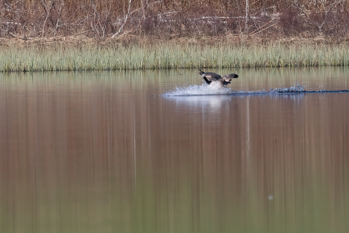 Canada Goose - ML619941020