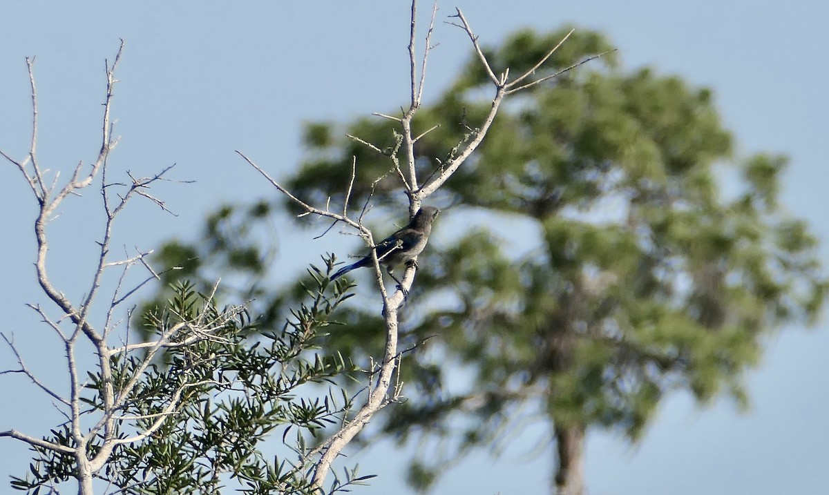 Florida Scrub-Jay - ML619941026