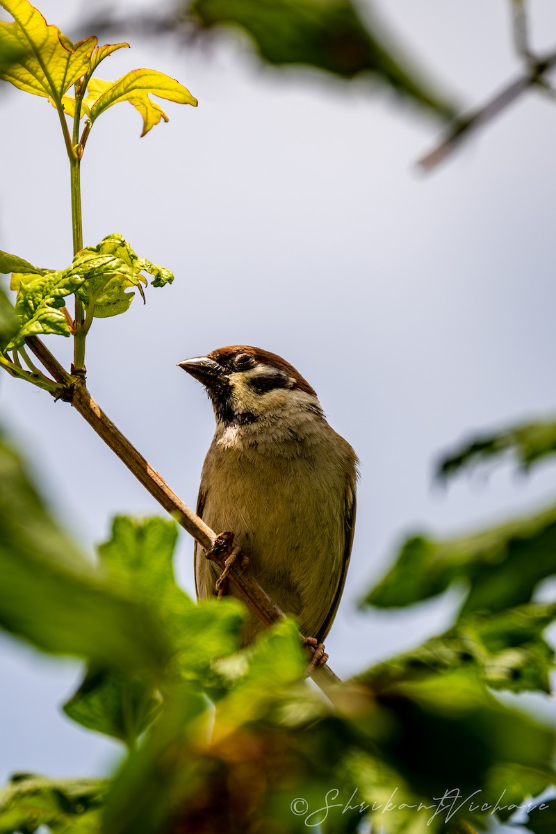 Eurasian Tree Sparrow - ML619941034