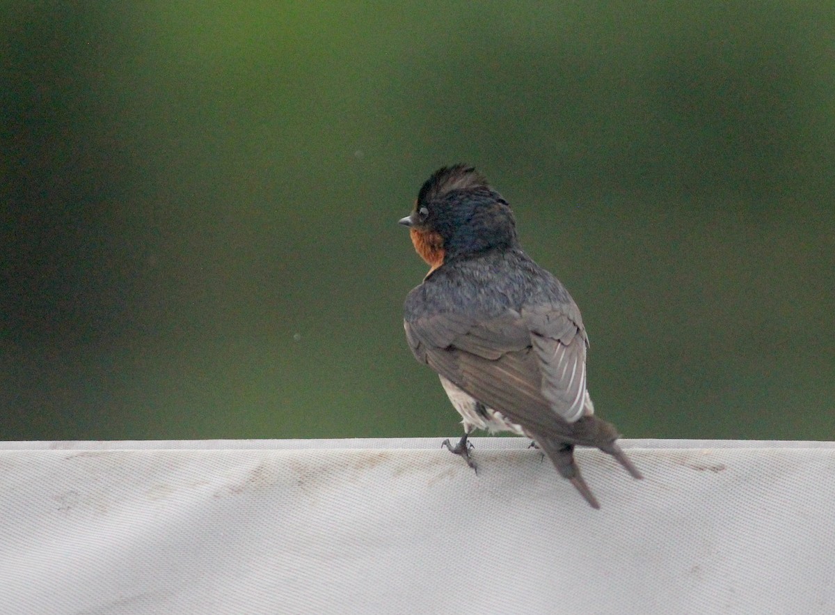 Golondrina Australiana - ML619941049