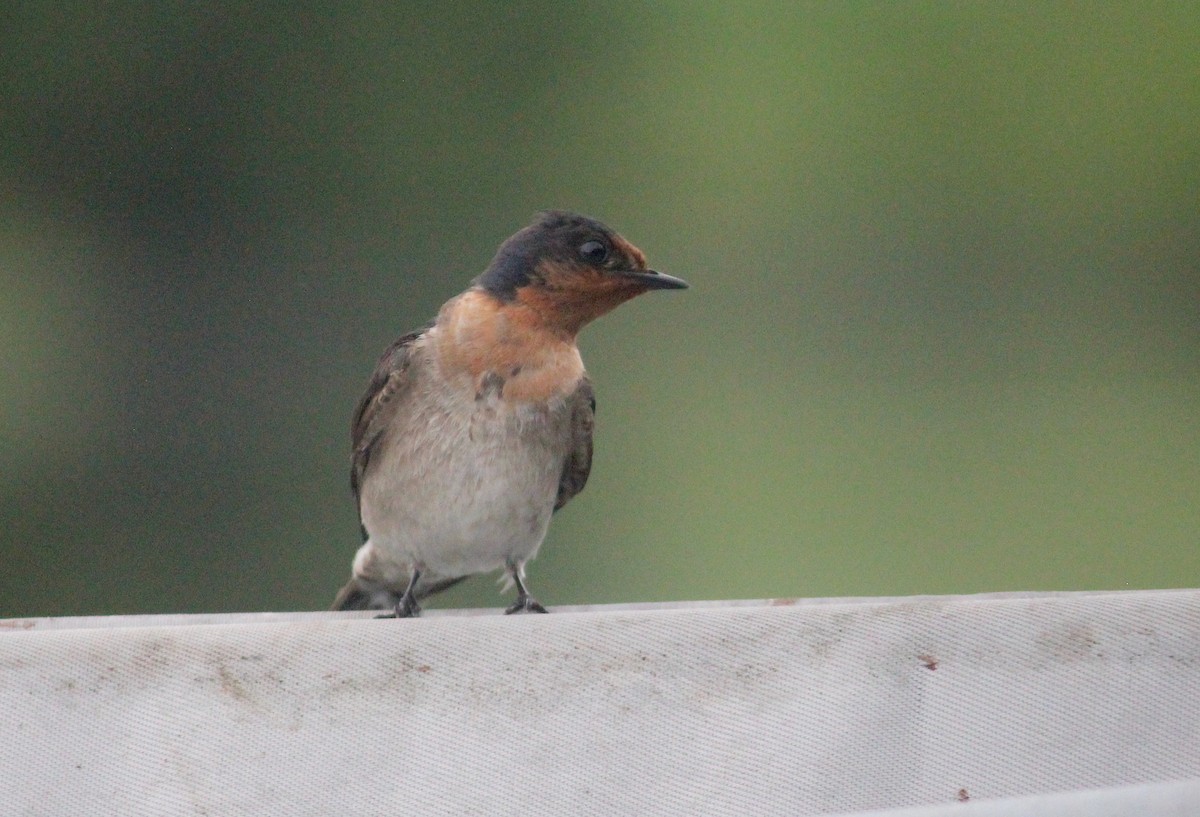 Golondrina Australiana - ML619941050