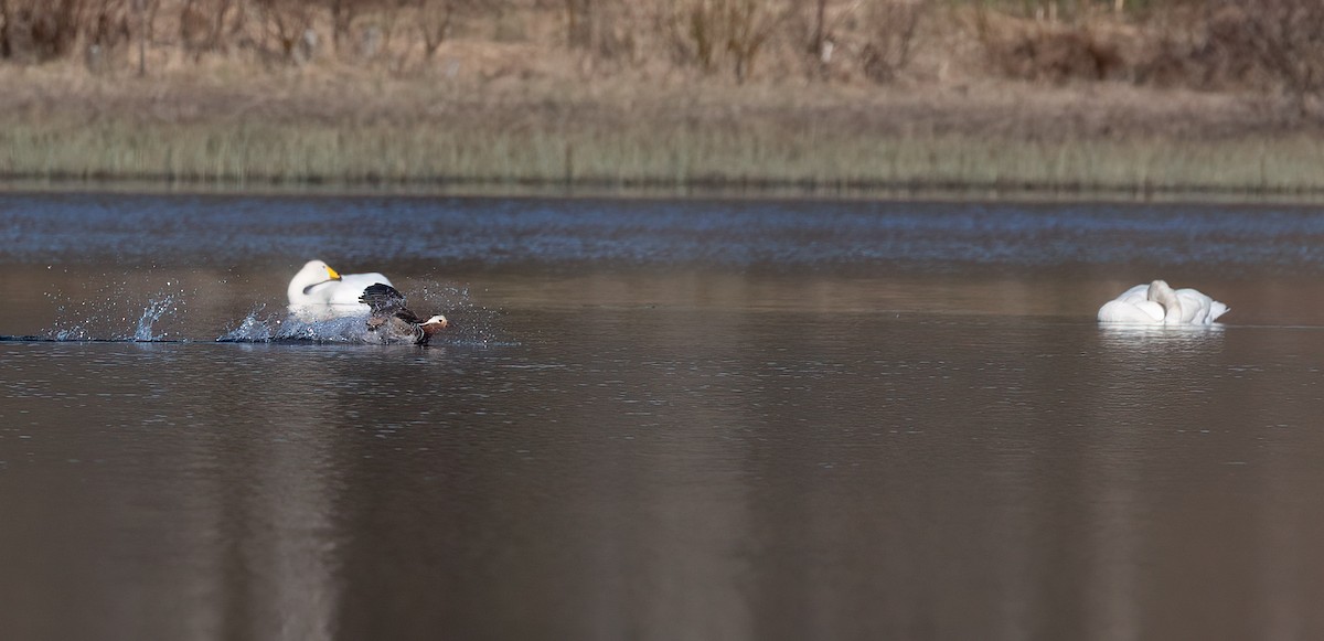 Whooper Swan - ML619941052