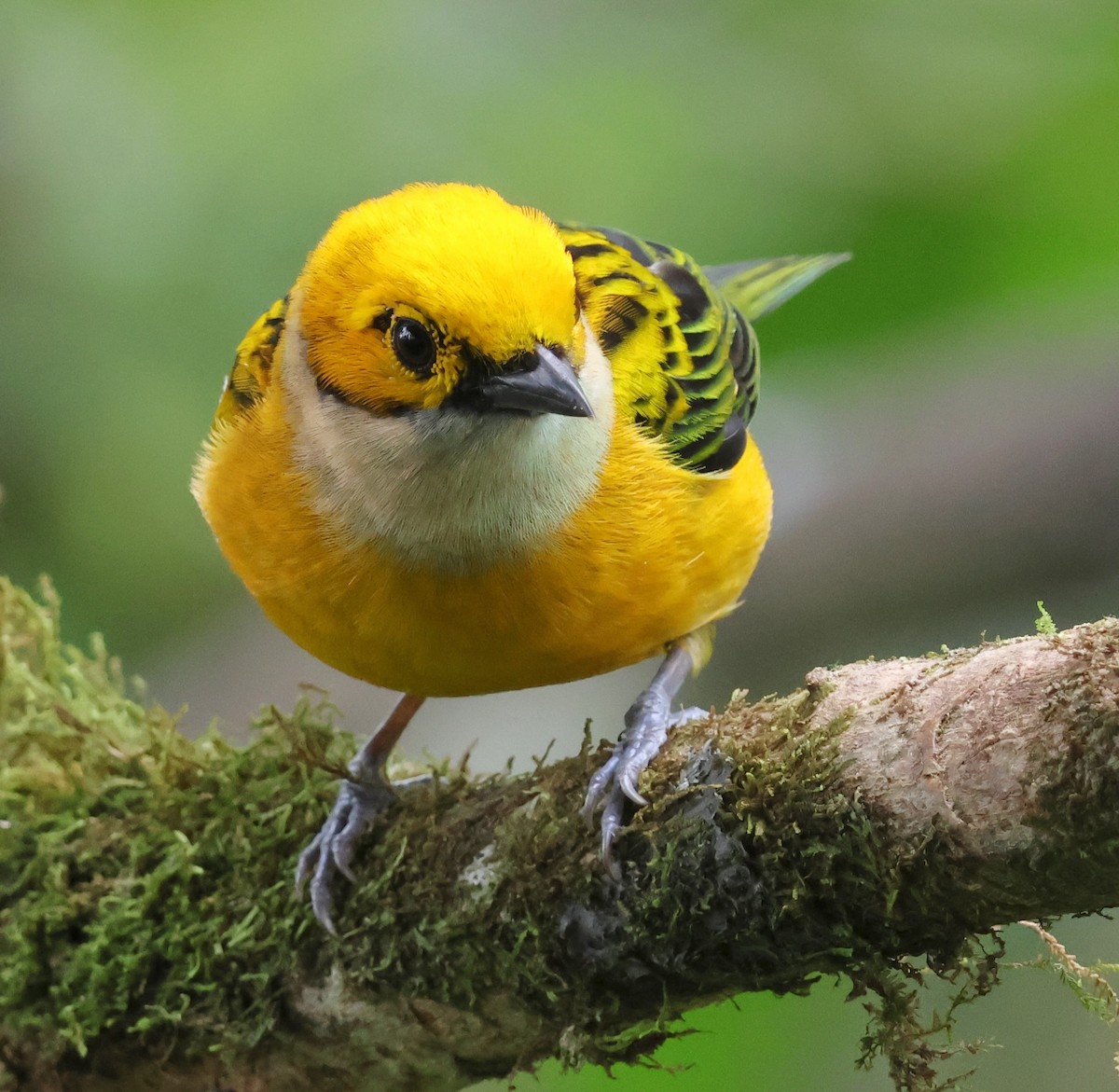 Silver-throated Tanager - ML619941058
