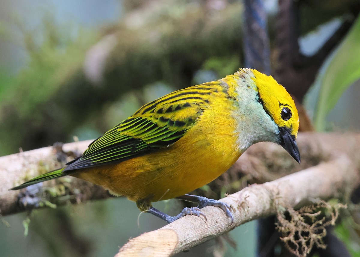 Silver-throated Tanager - ML619941059