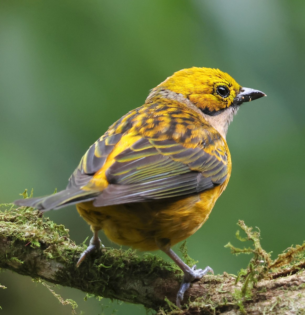 Silver-throated Tanager - ML619941060