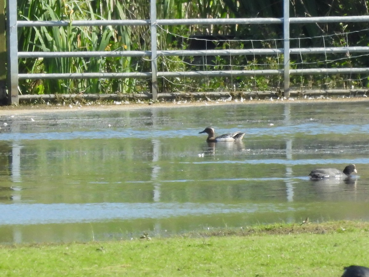 Sarcelle d'été - ML619941061