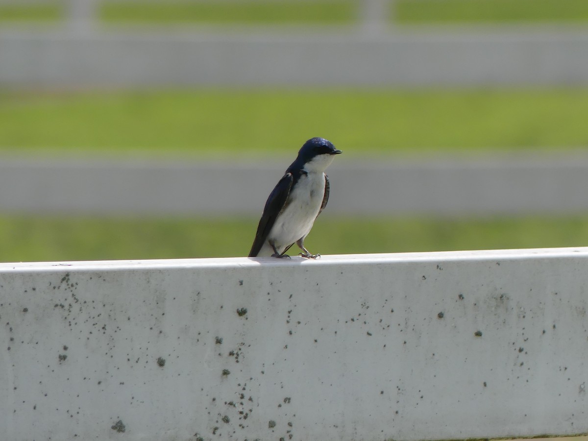 Tree Swallow - ML619941065