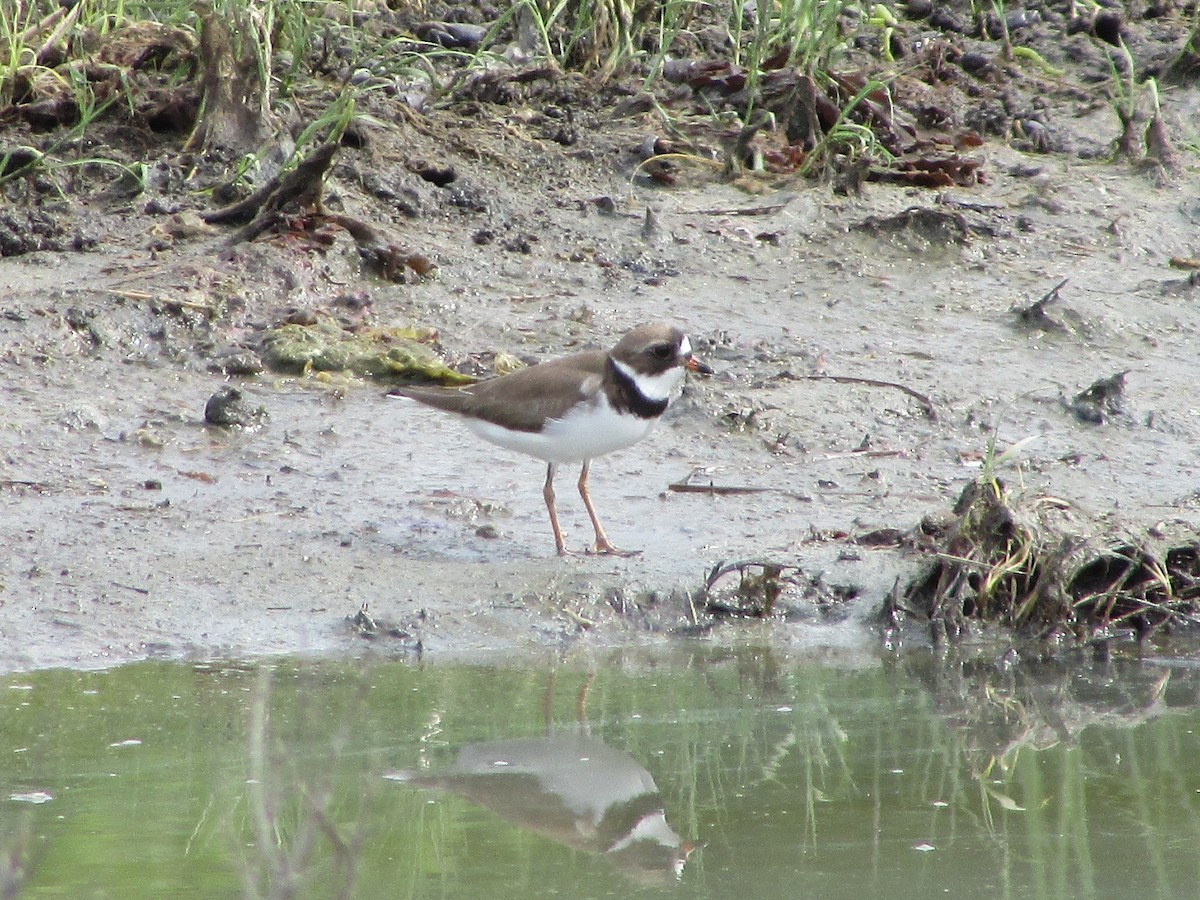Semipalmated Plover - ML619941070