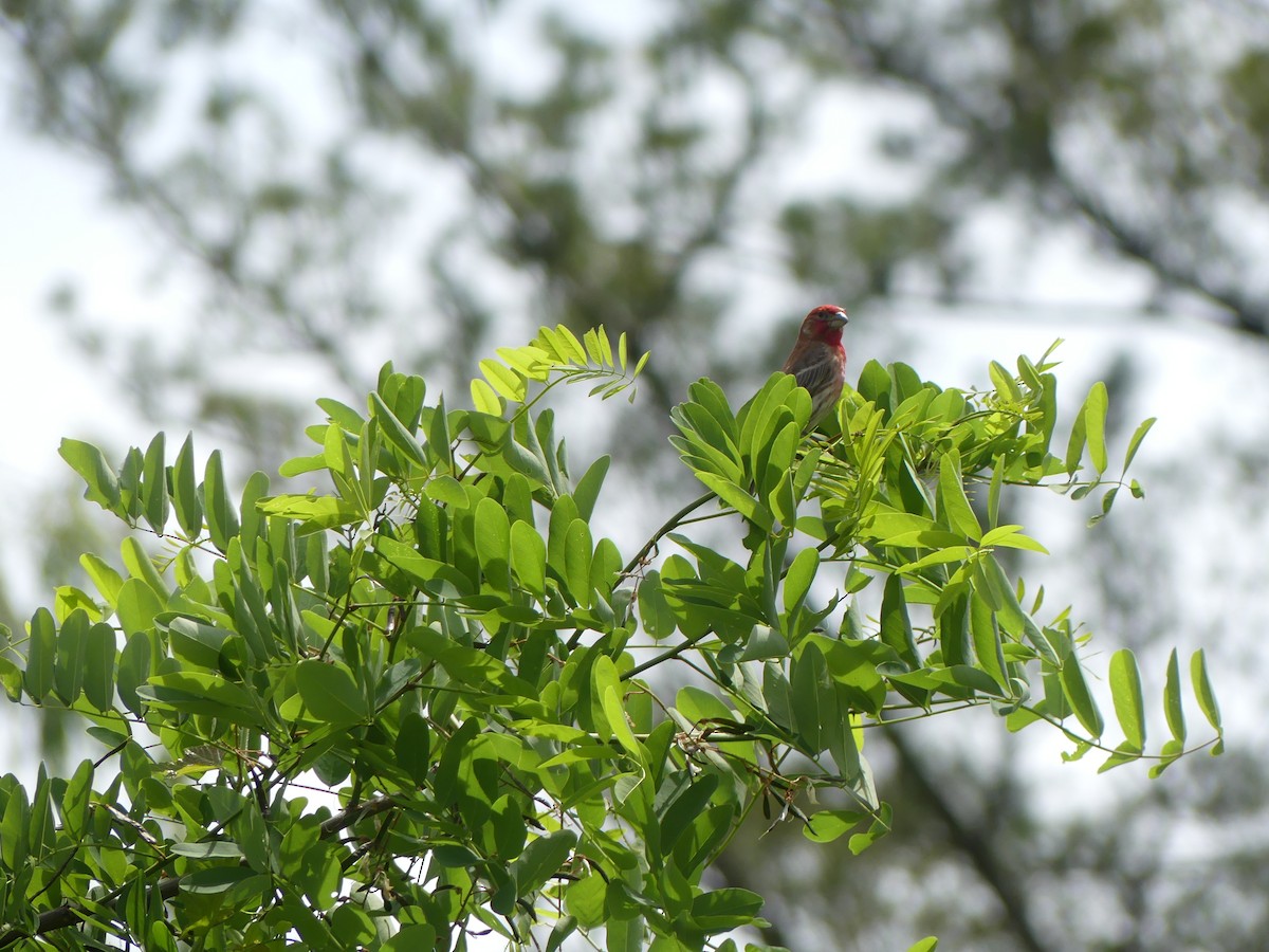 House Finch - ML619941074