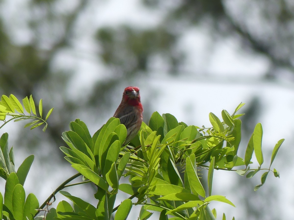 House Finch - ML619941083