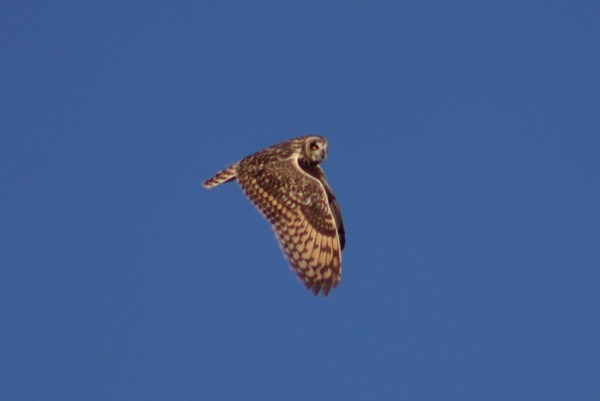 Short-eared Owl - ML619941089