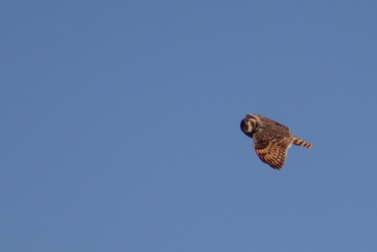 Short-eared Owl - ML619941090