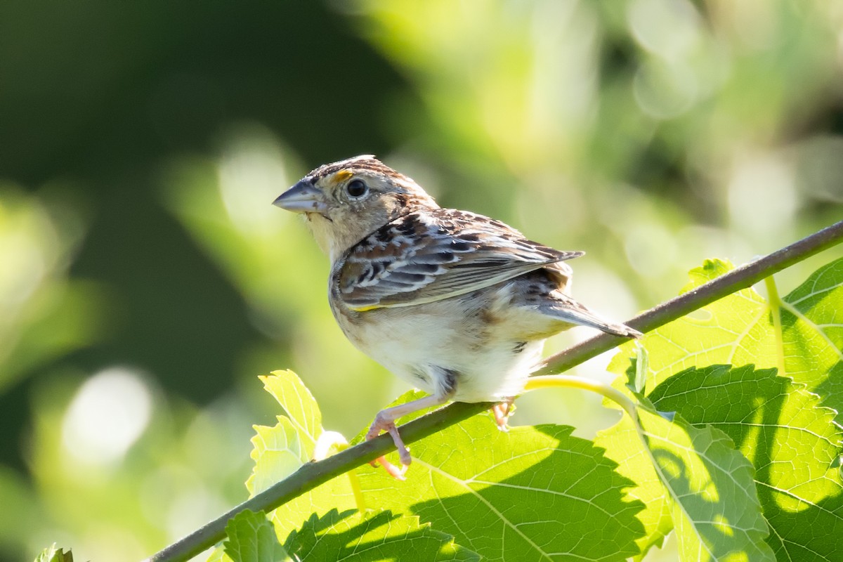 Grasshopper Sparrow - ML619941099